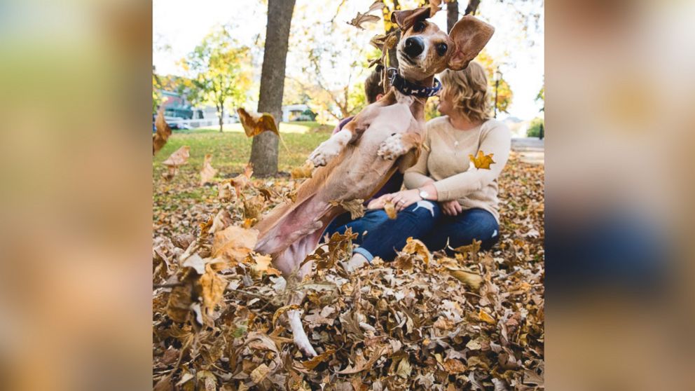 Louie the miniature dachshund was captured photobombing his owners, Megan Determan and Chris Kluthe, during their engagement photo session in St. Paul, Minn. on Oct. 13, 2015.