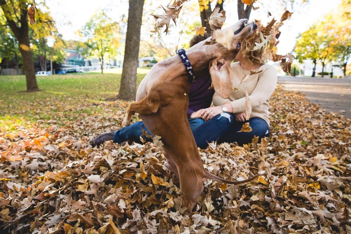 PHOTO: Louie the miniature dachshund was captured photobombing his owners, Megan Determan and Chris Kluthe, during their engagement photo session in St. Paul, Minn. on Oct. 13, 2015.