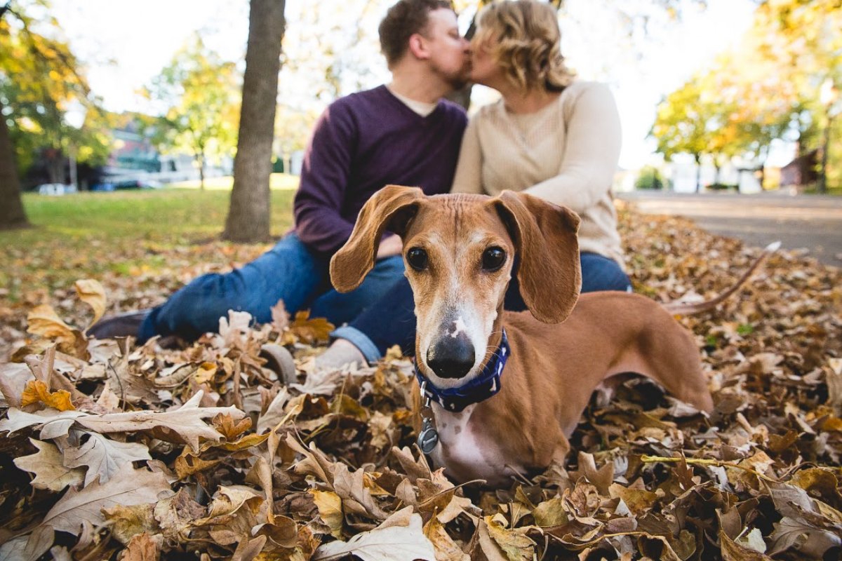 PHOTO: Louie the miniature dachshund was captured photobombing his owners, Megan Determan and Chris Kluthe, during their engagement photo session in St. Paul, Minn. on Oct. 13, 2015.