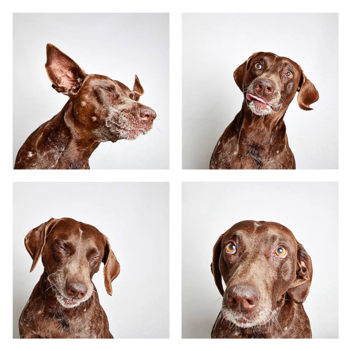 Photobooth for Dogs Photos | Image #131 - ABC News