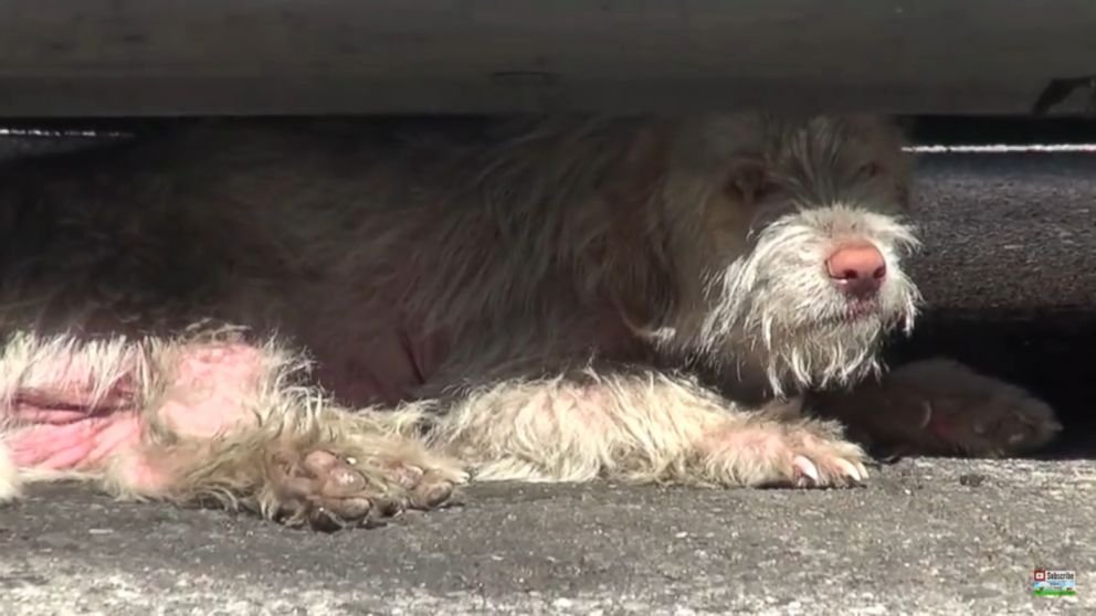 PHOTO: Aaron the dog was sleeping under cars in a parking lot for seven months.