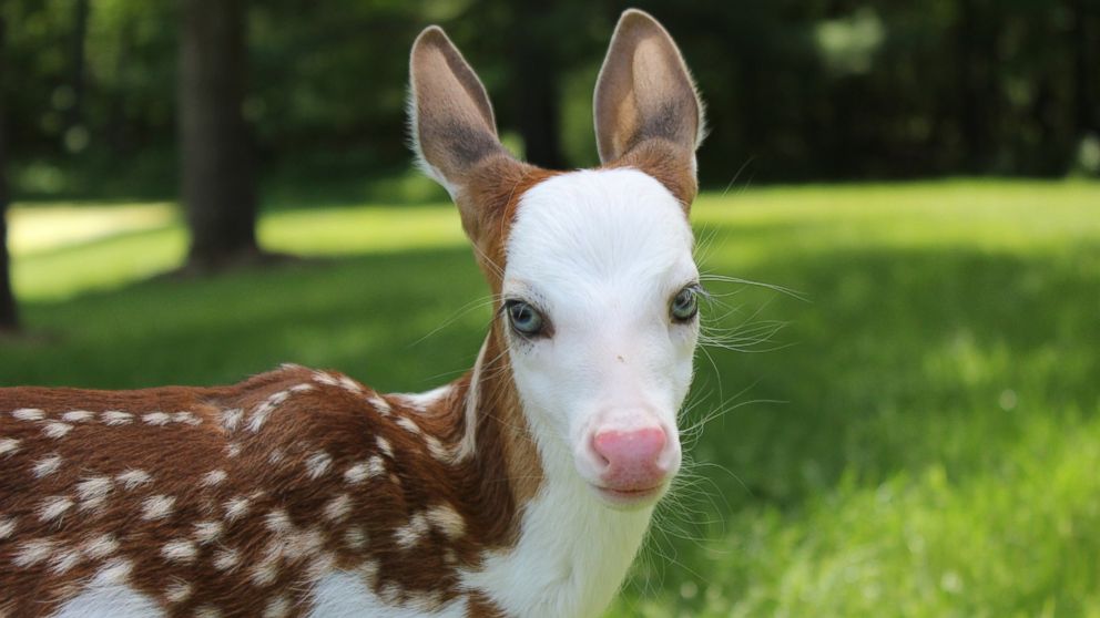 A rare white-faced fawn named Dragon, who was abandoned by his mother, has found a home at Deer Tracks Junction, an animal farm in Cedar Springs, Mich. 