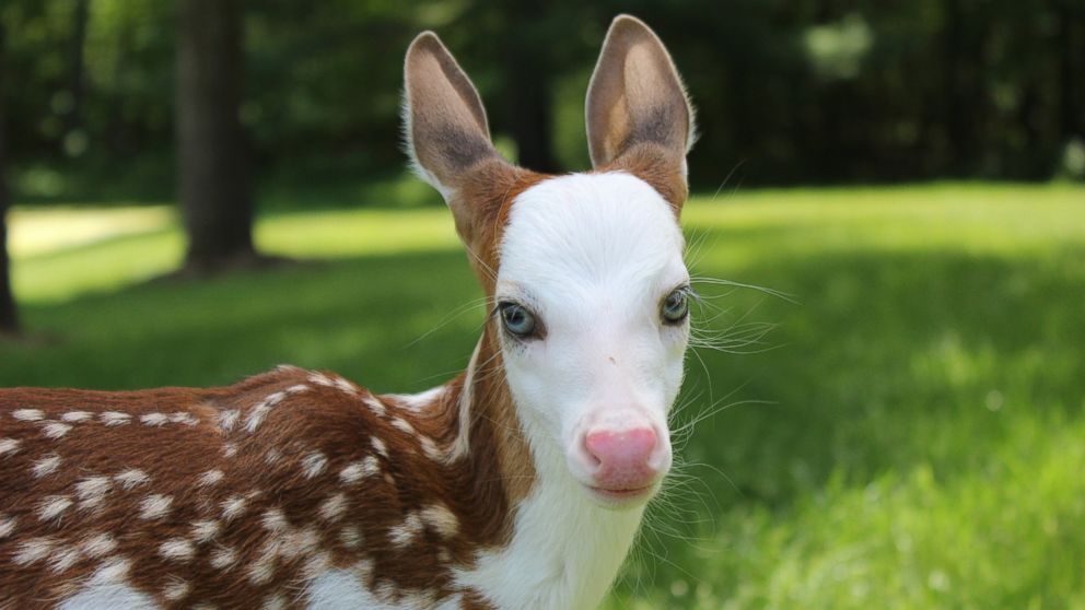 Dragon The White Faced Fawn Rejected By Mom Now Thriving Abc News