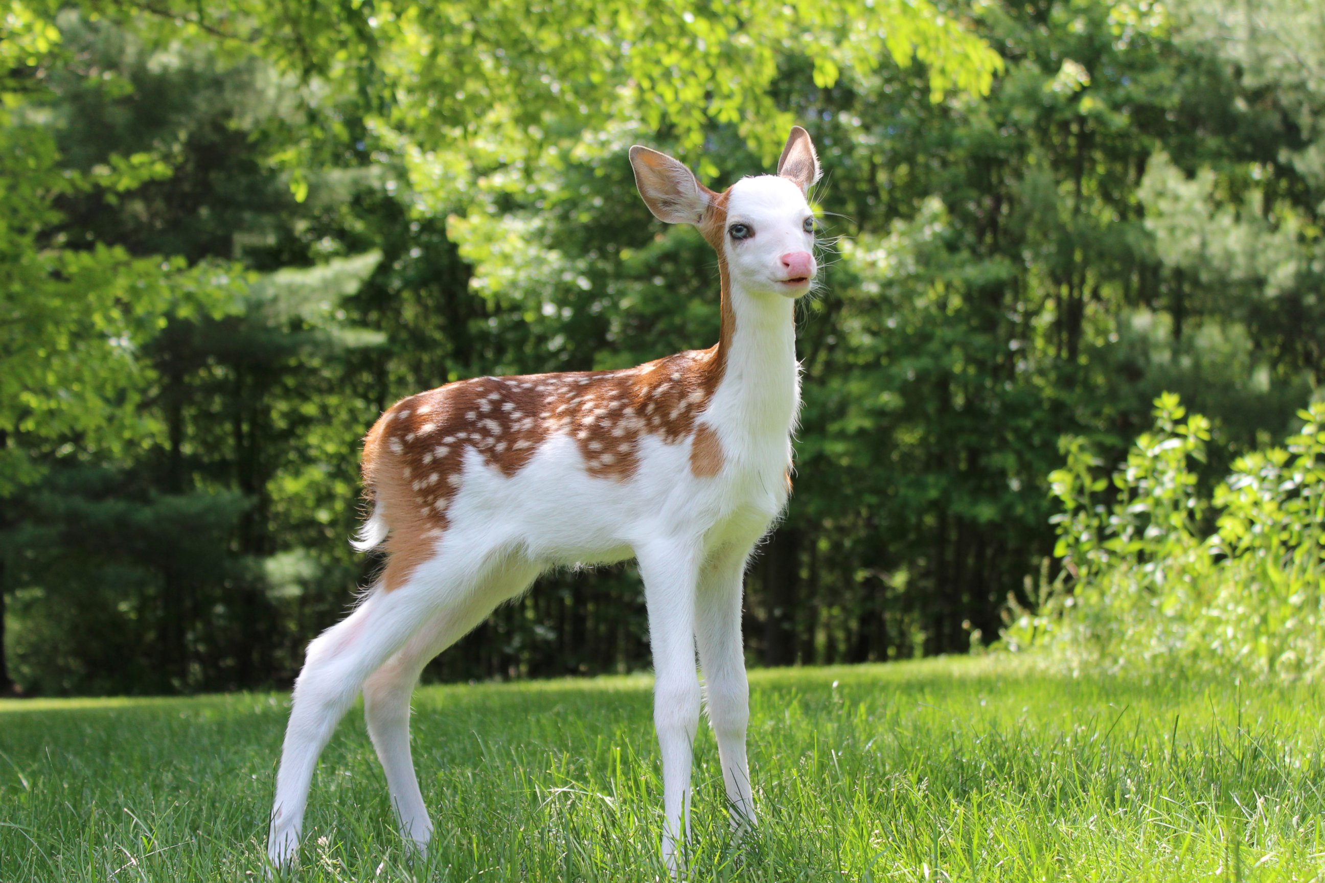 A rare white-faced fawn named Dragon, who was abandoned by his mother, has found a home at Deer Tracks Junction, an animal farm in Cedar Springs, Mich. 