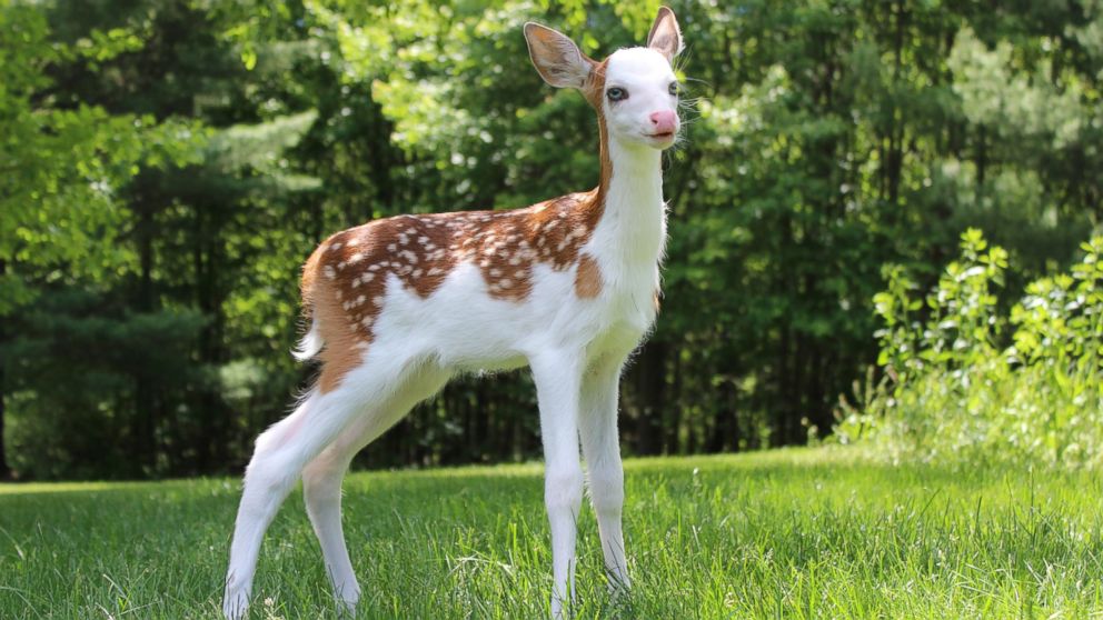 Dragon, the White-Faced Fawn Rejected by Mom, Now Thriving - ABC News