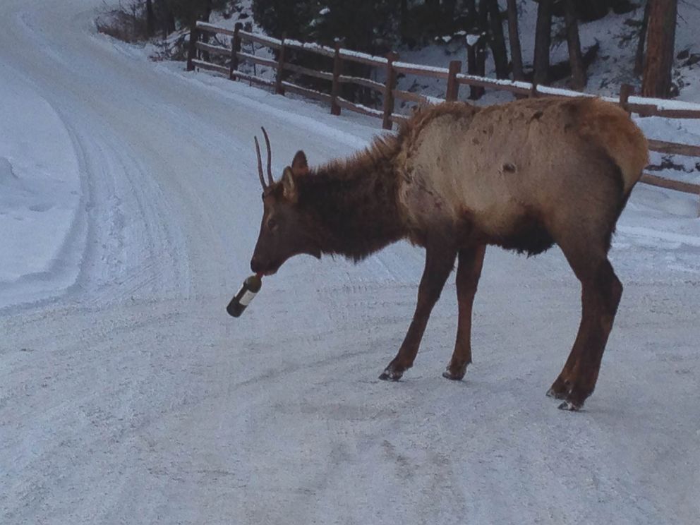 PHOTO: Colorado resident Lori Vina Guelich photographed an elk with a wine bottle on her neighborhood street.
