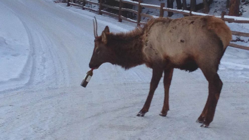 Colorado resident Lori Vina Guelich photographed an elk with a wine bottle on her neighborhood street.