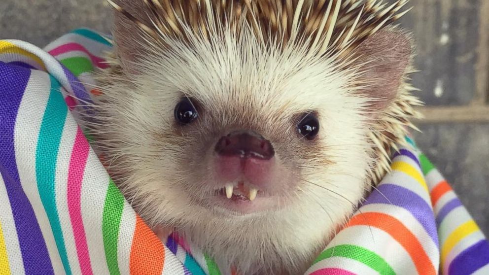 Huff the Hedgehog’s Buck Teeth Are Guaranteed to Make You Smile 