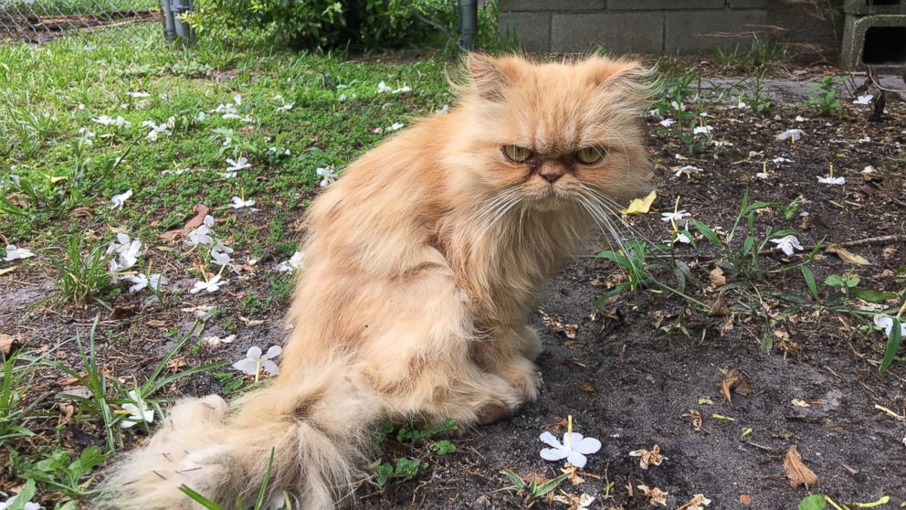 PHOTO: Homeless Grumpy Cat Adopted by Home Inspector