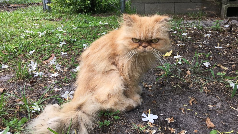 Grumpy store cat orange