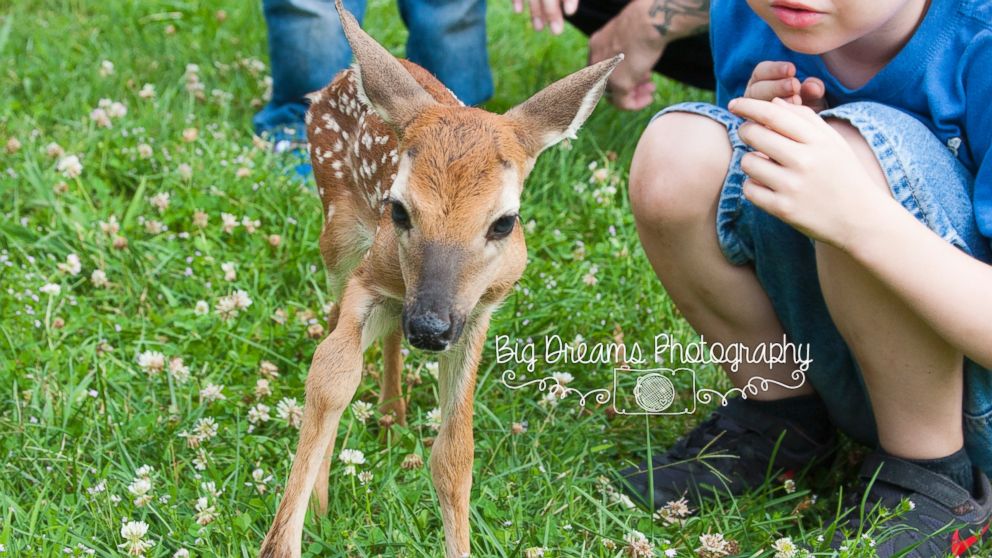 A tiny fawn photobombed a family photo shoot in Nashville, Tennessee this week.