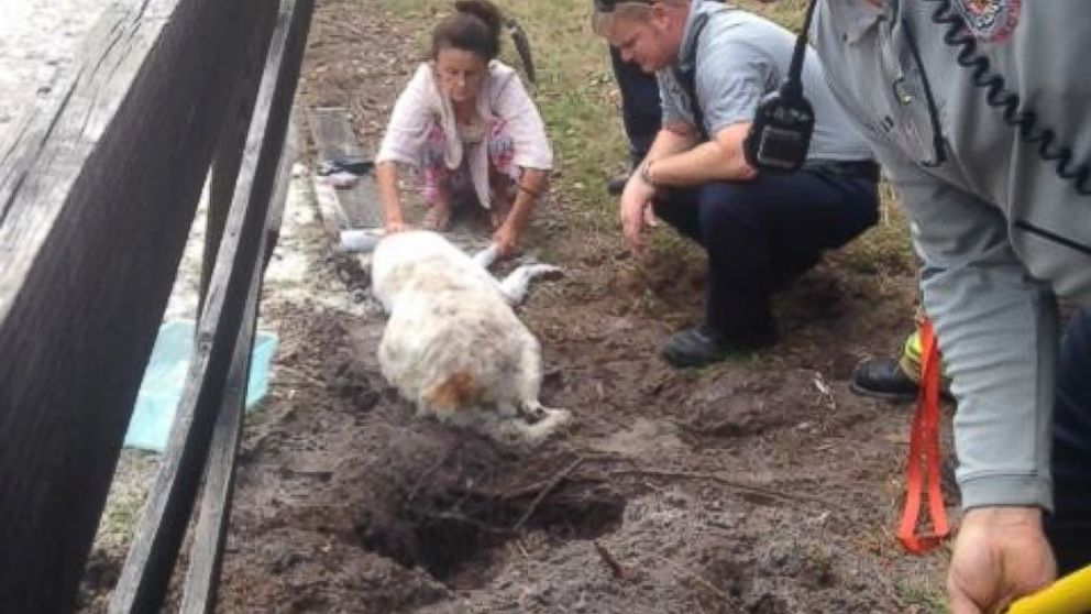 Firefighters in Seminole County, Fla., rescued a dog from what appeared to be a sinkhole.