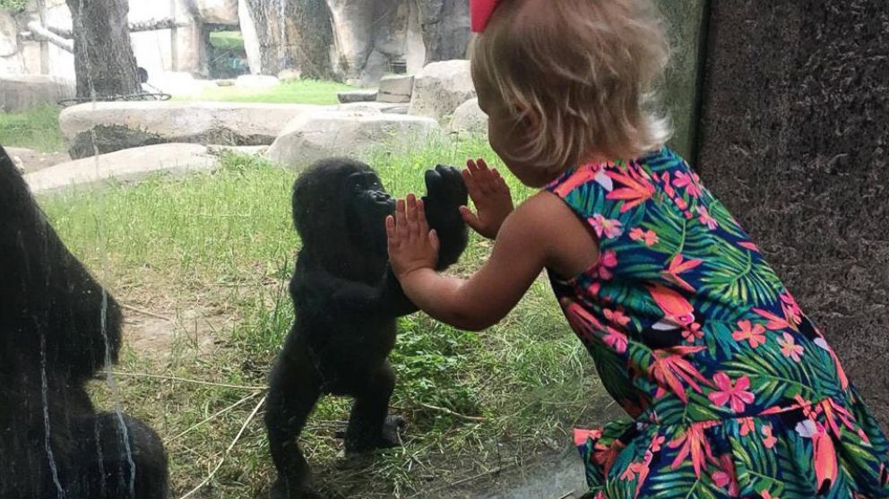 PHOTO: Fort Worth Zoo in Texas posted a photo to Facebook on May 23, 2016, showing a little girl named Braylee sharing a tender moment with a baby gorilla named Gus. 