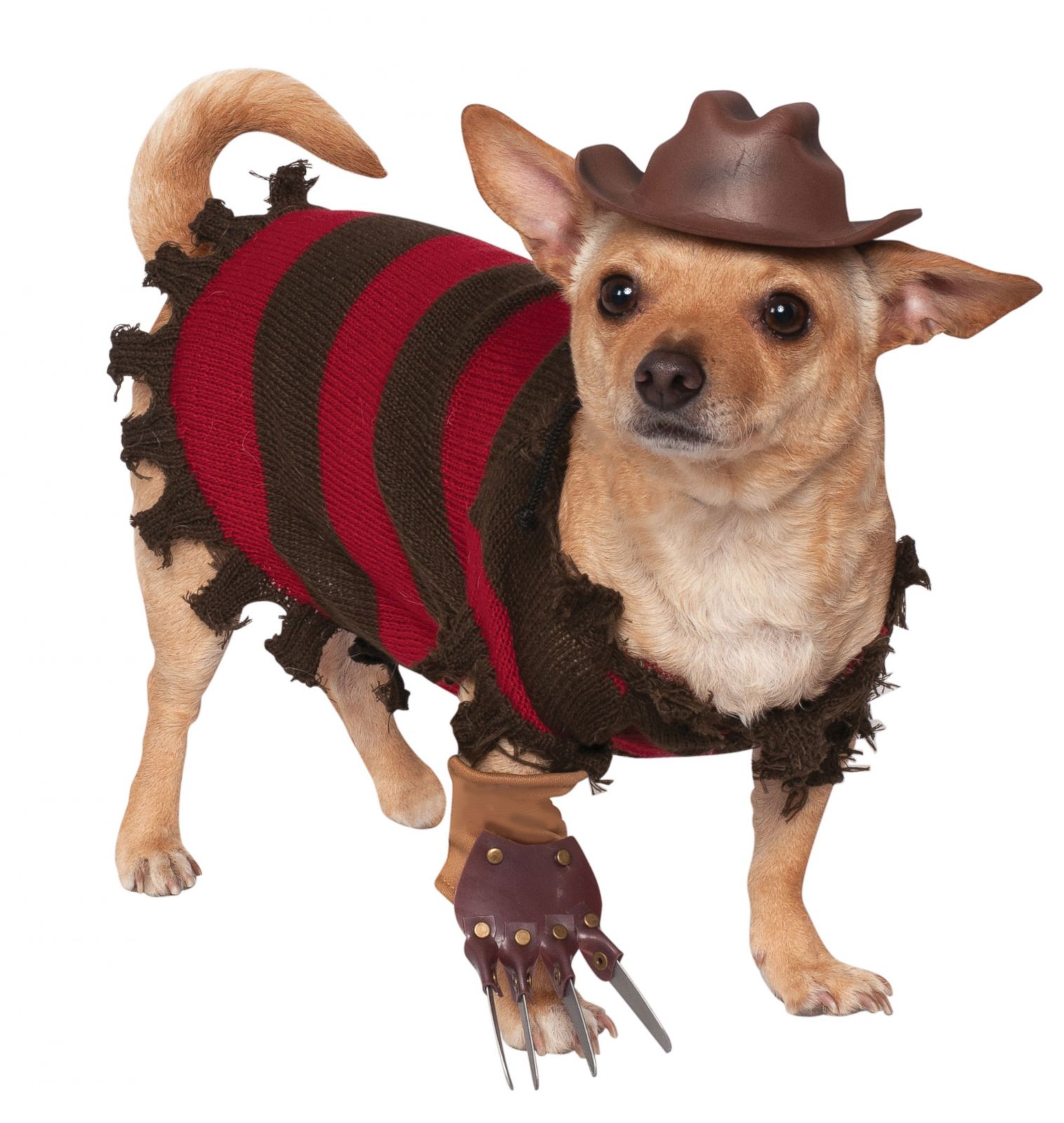 are dogs allowed in spirit halloween