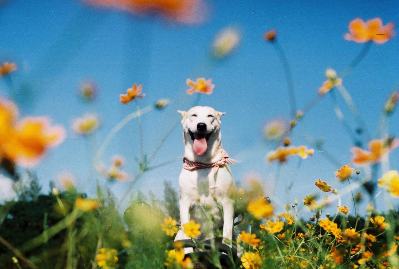 Happy dog. Счастливые животные. Радостная собака. Собака радуется. Счастье животные.