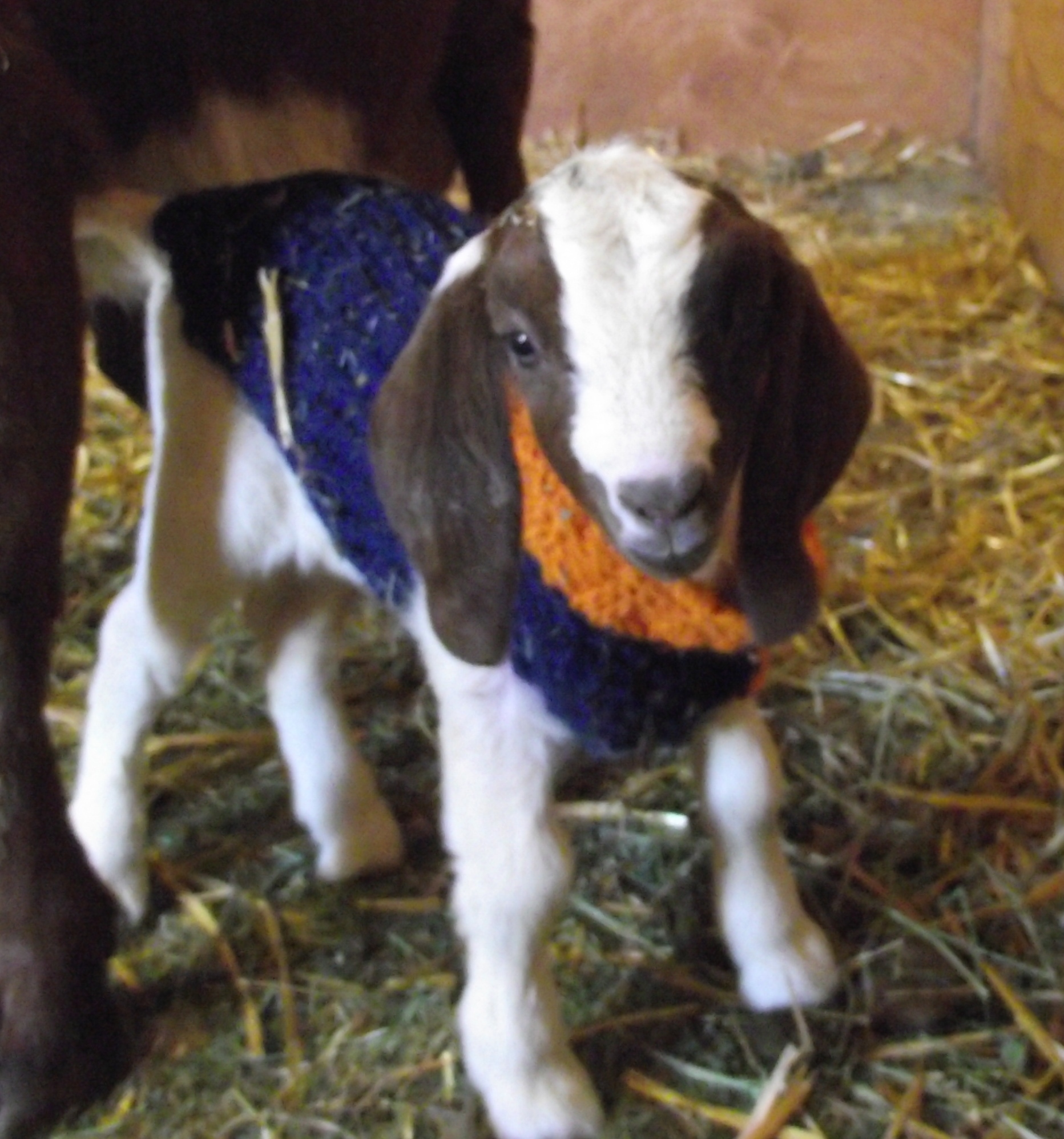 PHOTO: Goats Wear Knitted Super Bowl Sweaters Sporting Their ‘Broncos’ Spirit