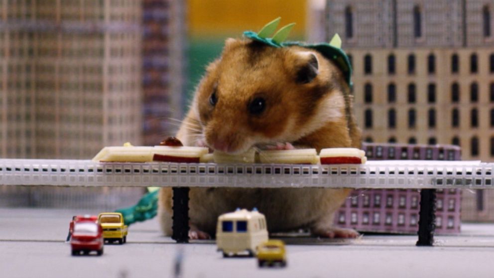 PHOTO: Tiny hamsters eating tiny things have racked up more than 21 million views on YouTube.