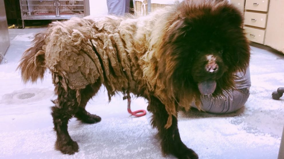 Harry was found with over five pounds of matted fur.