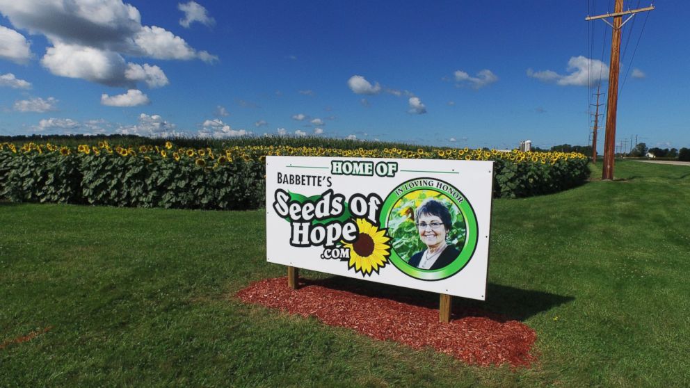 PHOTO: Don Jaquish planted the sunflowers lining Wisconsin’s Highway 85 in honor of his late wife Babbette Jaquish.