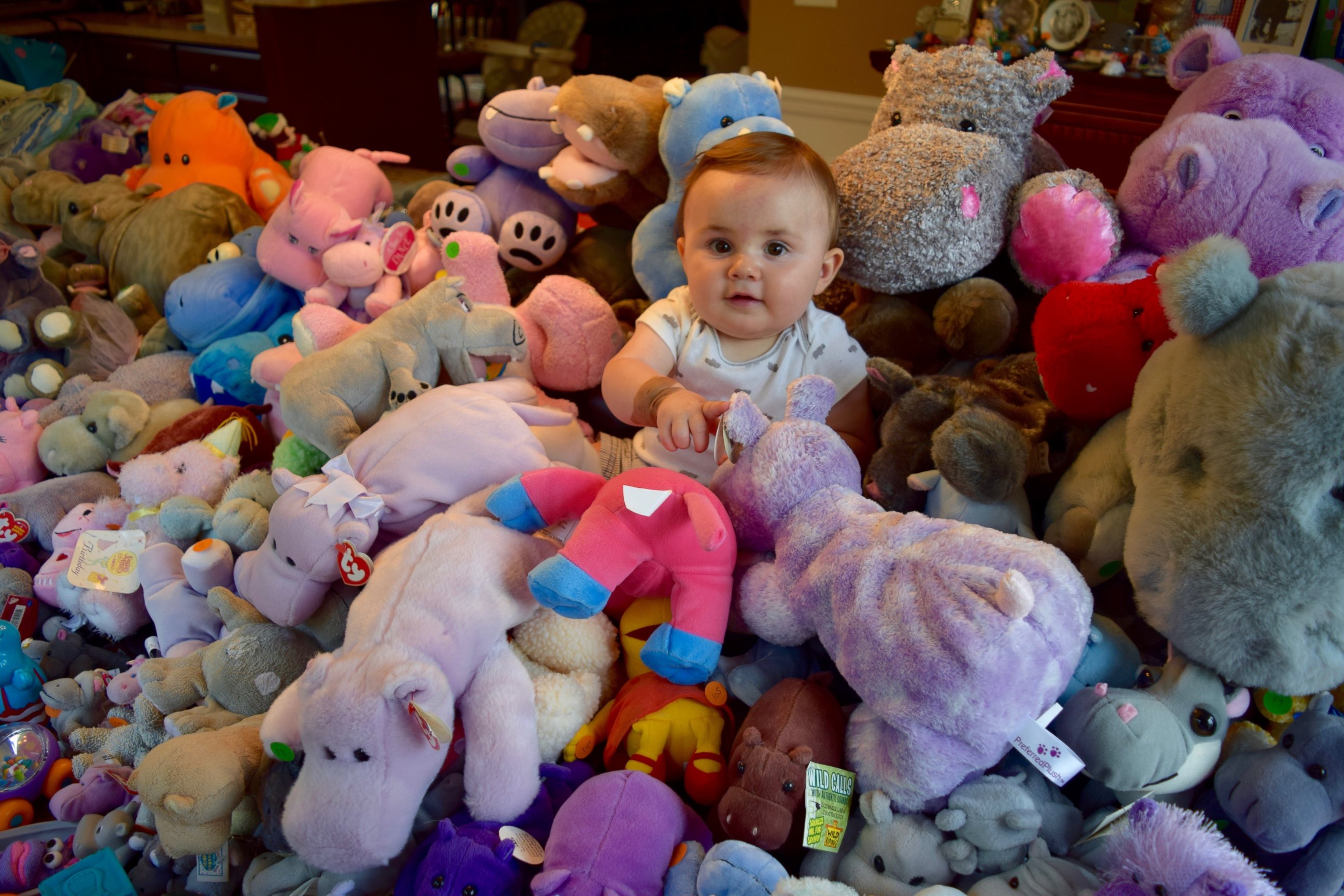 PHOTO: Fusco's son Jonathan, 11 months, sits among his mother's collection of 604 hippo-related objects. 
