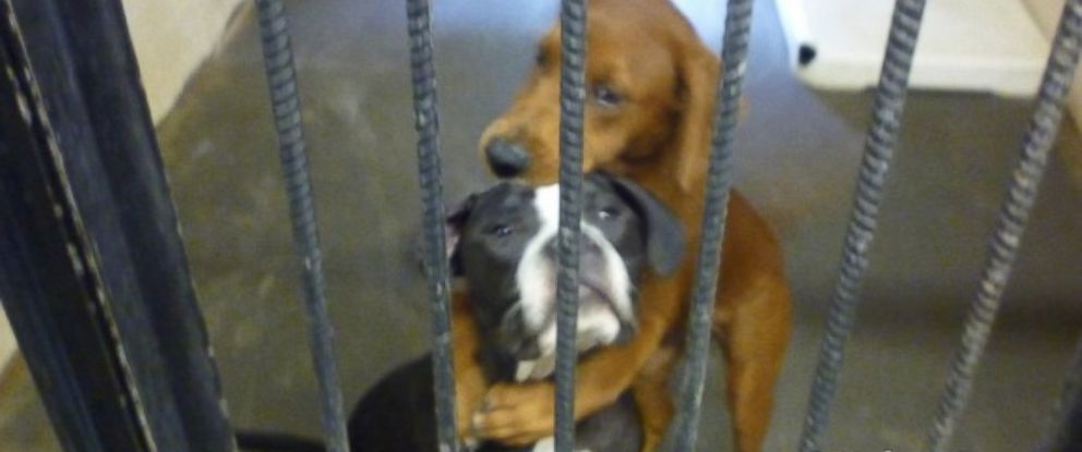 why are dogs euthanized in shelters