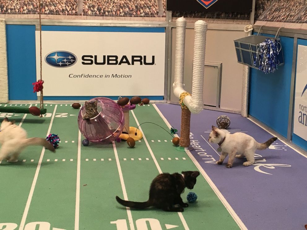 PHOTO: Meet the Purr-fect Starting Lineup for the 2017 Kitten Bowl