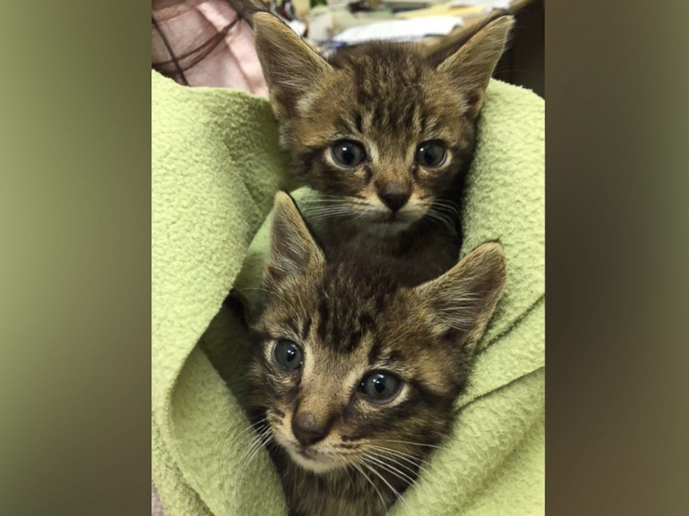 PHOTO: A Pet Food Express store in Benicia, California, took in two kittens in poor condition on Oct. 13, 2016.