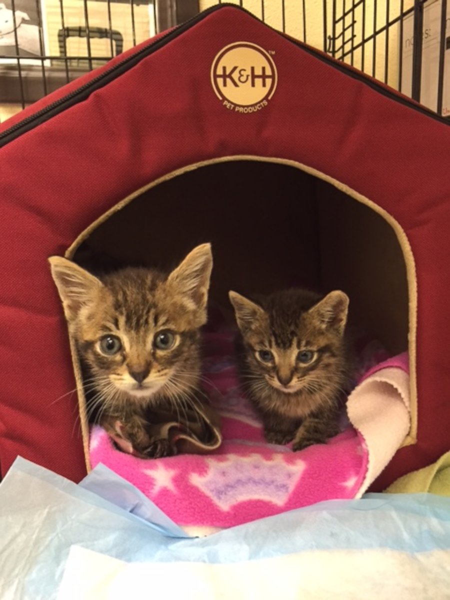 PHOTO: A Pet Food Express store in Benicia, California, took in two kittens in poor condition on Oct. 13, 2016.
