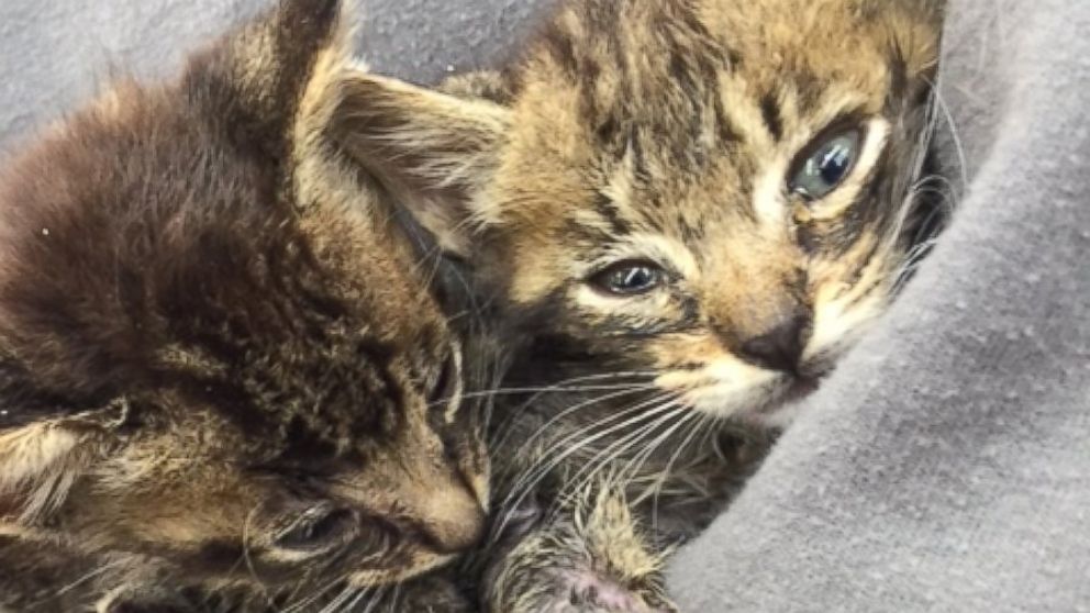 1 Kitten Dead, Another 'Struggling to Survive' After Found 'Bound and  Discarded' in Middle of Field - ABC News