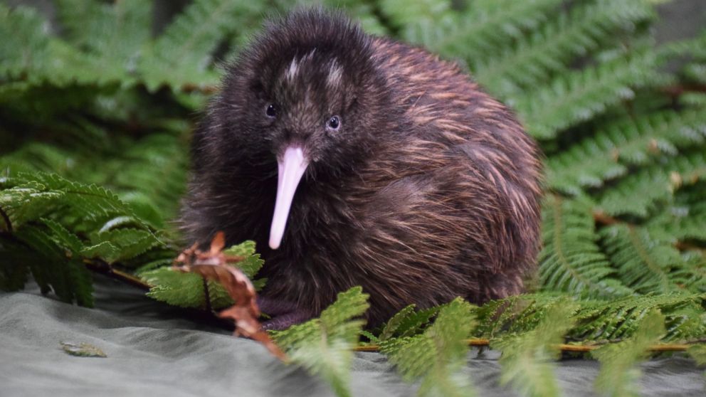 Wildlife Officials Save Baby Kiwi in 'Severely Cracked' Egg by Using