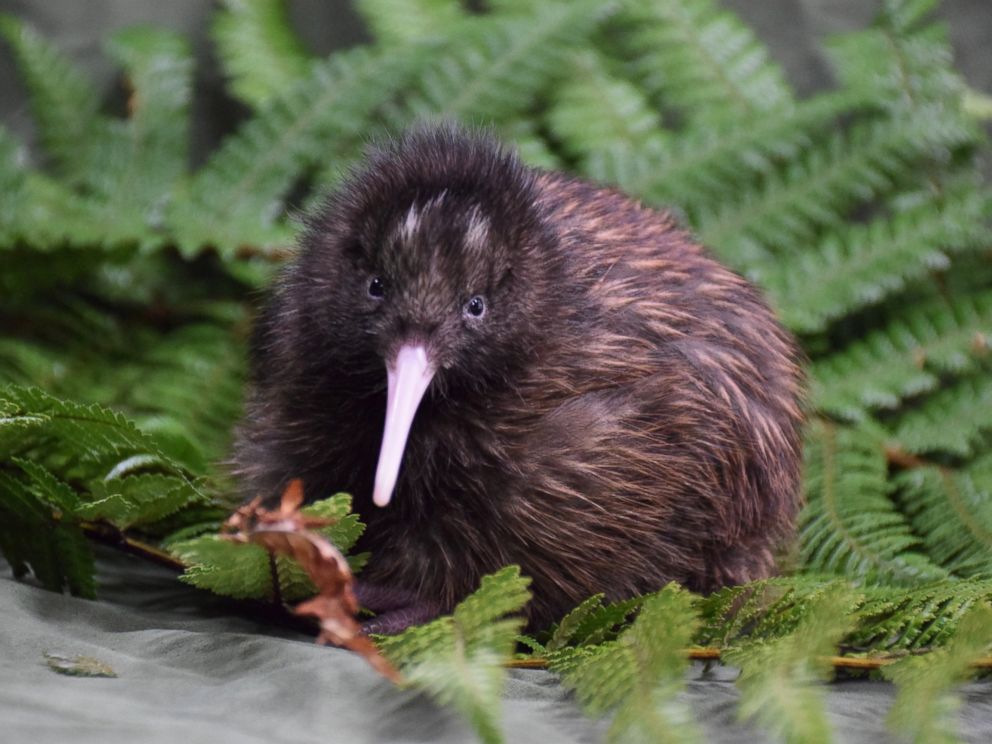 Wildlife Officials Save Baby Kiwi In Severely Cracked Egg By Using Masking Tape Abc News