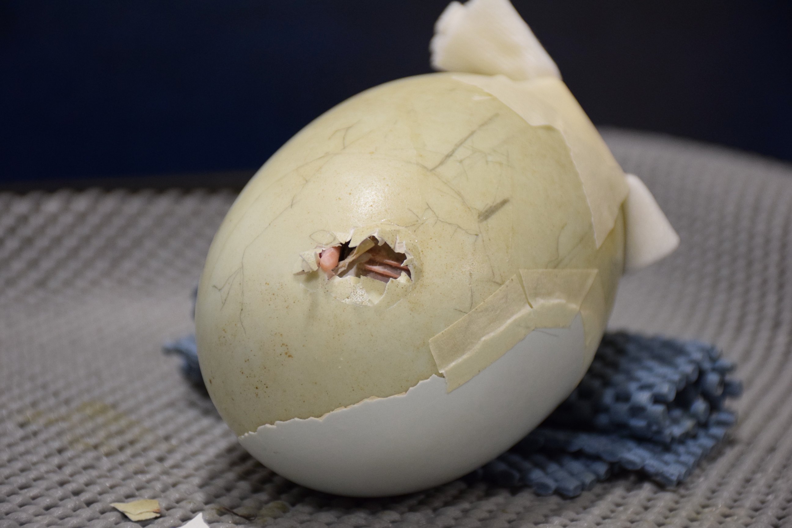 PHOTO: The Kiwi Encounter group at Rainbow Springs Nature Park in Rotorua, New Zealand, saved a baby kiwi's life by repairing its severely cracked and damage egg with extra shell and masking tape. 