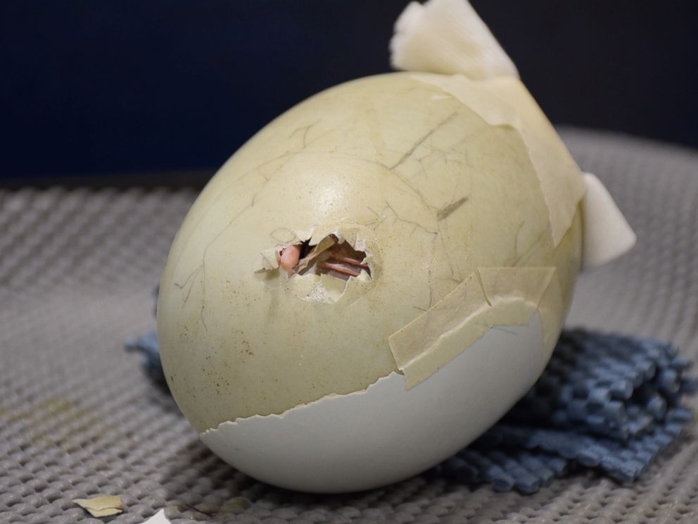 Wildlife Officials Save Baby Kiwi in 'Severely Cracked' Egg by Using