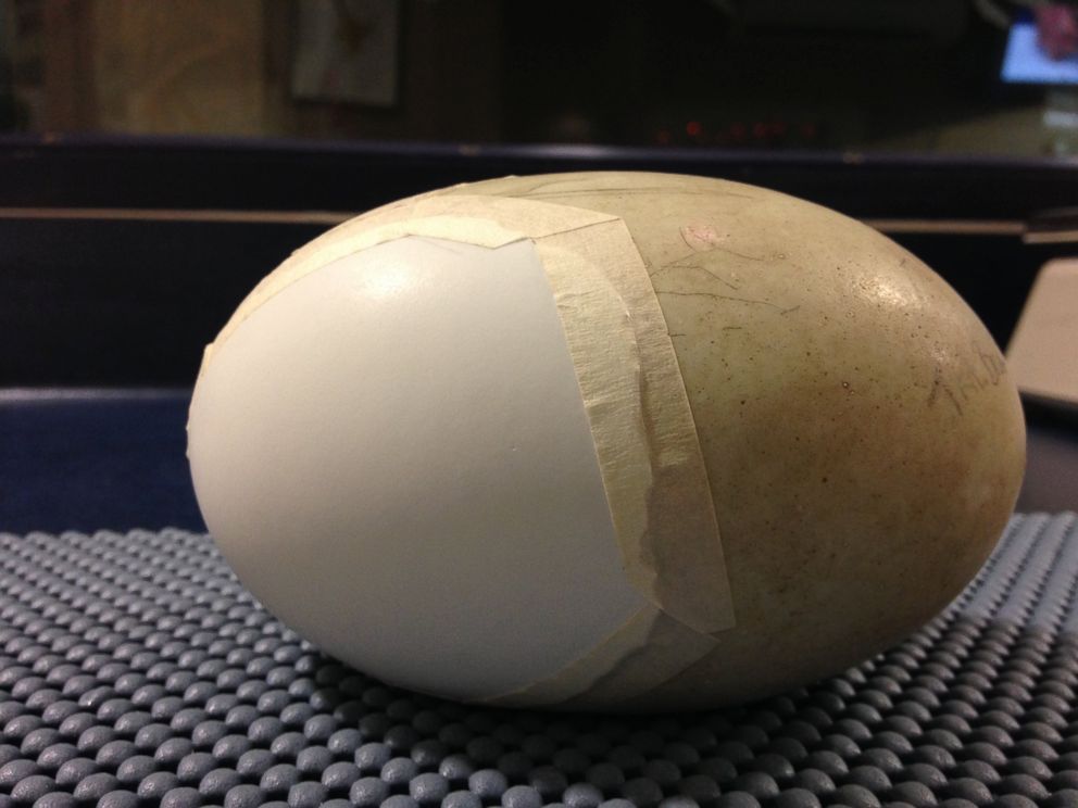PHOTO: The Kiwi Encounter group at Rainbow Springs Nature Park in Rotorua, New Zealand, saved a baby kiwi's life by repairing its severely cracked and damage egg with extra shell and masking tape. 