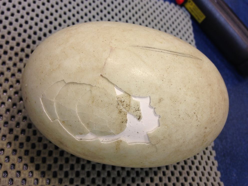 PHOTO: The Kiwi Encounter group at Rainbow Springs Nature Park in Rotorua, New Zealand, saved a baby kiwi's life by repairing its severely cracked and damage egg with extra shell and masking tape. 