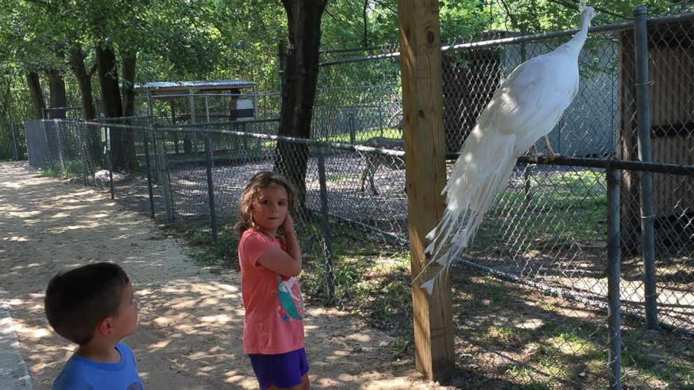 PHOTO: Viral Little Girl Running Terrified From Peacock Is Actually Super Chill