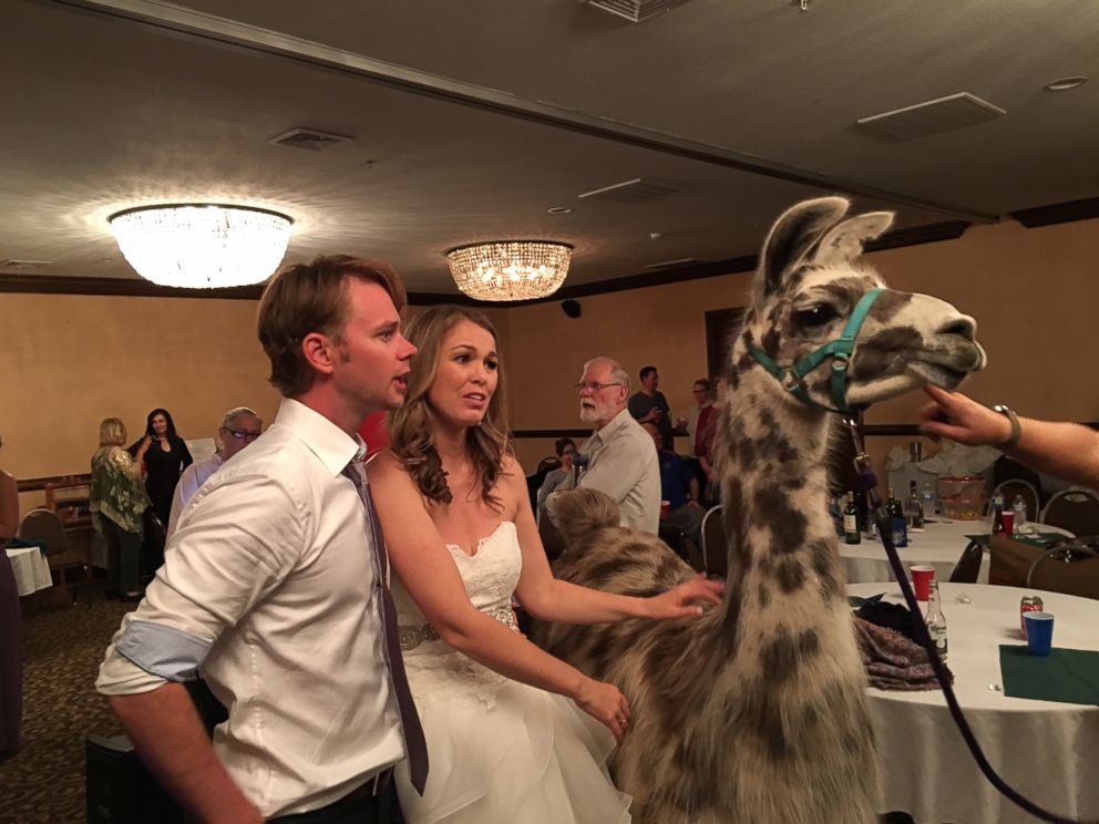 PHOTO: Bride and Groom's Wedding Coincides With Llama Convention