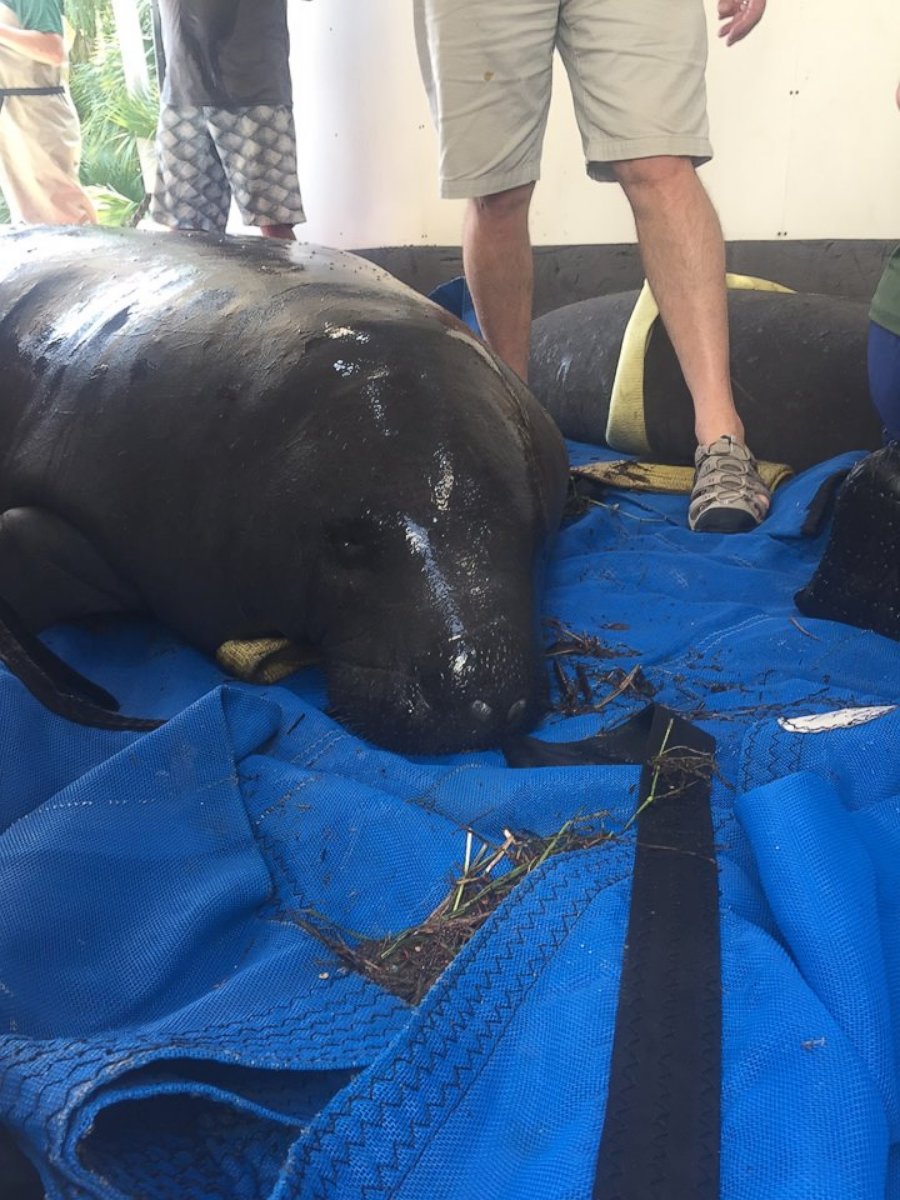 PHOTO: Mother and Baby Manatee Rescued from Hermine Aftermath