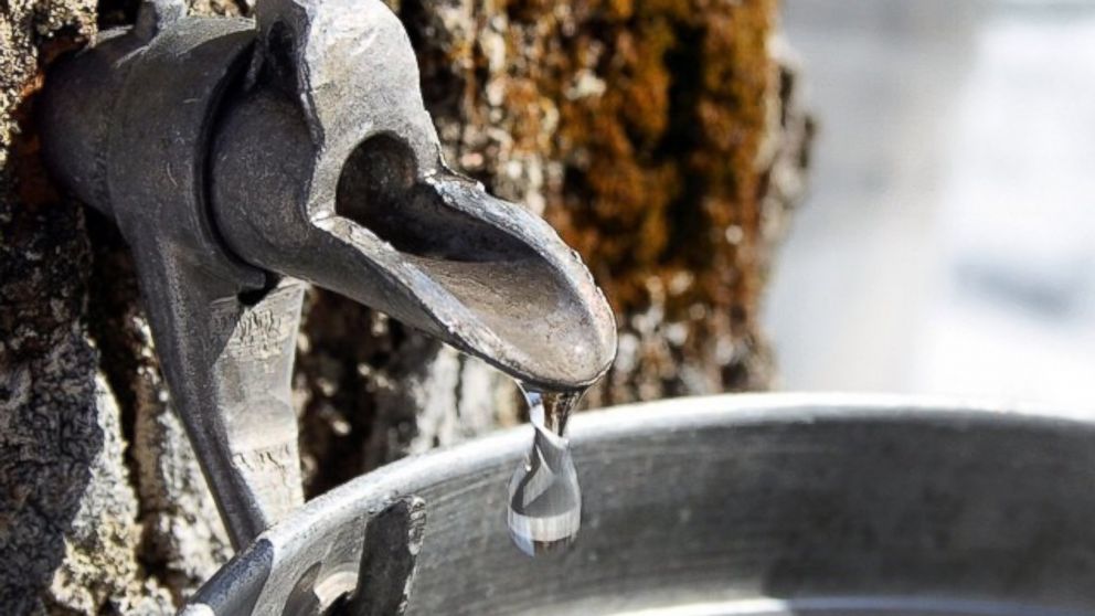 As more maple water companies have emerged in the US, consumption is on the rise.