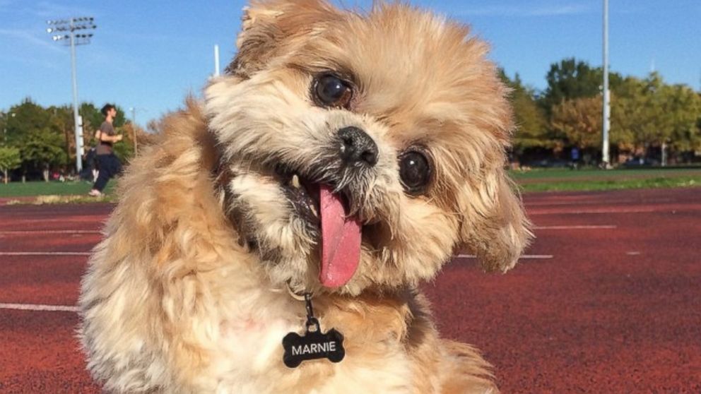 Marnie The Dog is seen in a photo posted to Instagram on Oct. 28, 2014 with the caption, "I like cardio haha."