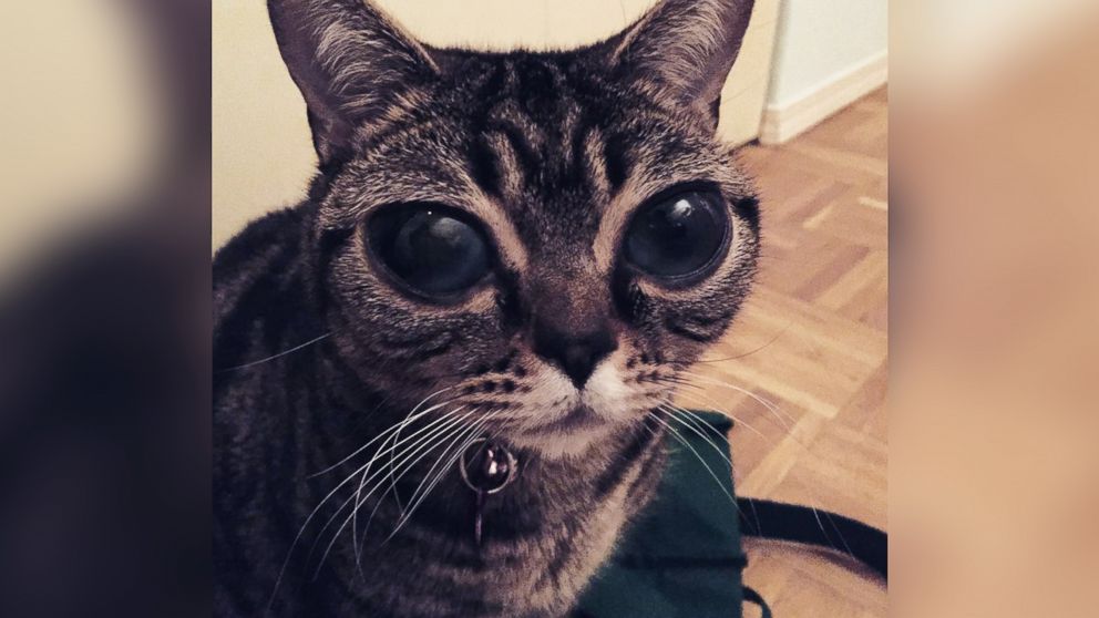 Cat with best sale big eyes