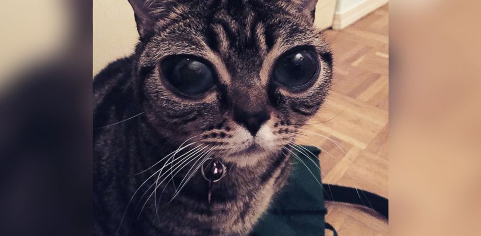 How Matilda, the Alien-Eyed Cat, Came to Have Her Celestial Eyes ...