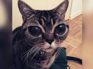 How Matilda, the Alien-Eyed Cat, Came to Have Her Celestial Eyes ...