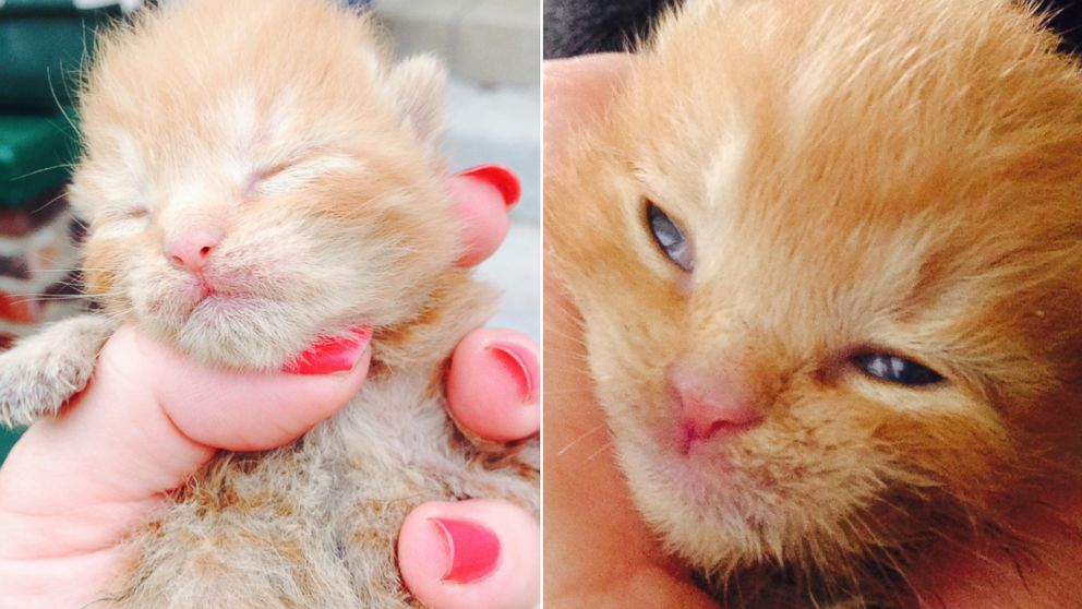 Miracle the kitten was found 24 hours after a fire in Jeffersonville, Indiana.