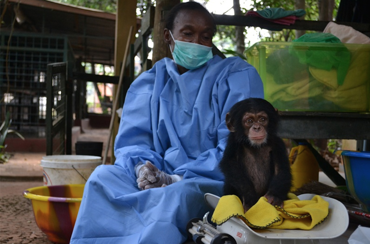 PHOTO: Posseh Kamara of the Tacugama Chimpanzee Sanctuary is the "mom" of 50 orphaned chimpanzees. 