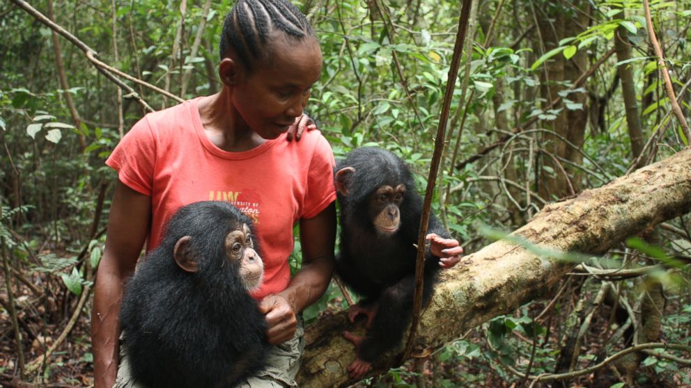 PHOTO: Posseh Kamara of the Tacugama Chimpanzee Sanctuary is the "mom" of 50 orphaned chimpanzees. 
