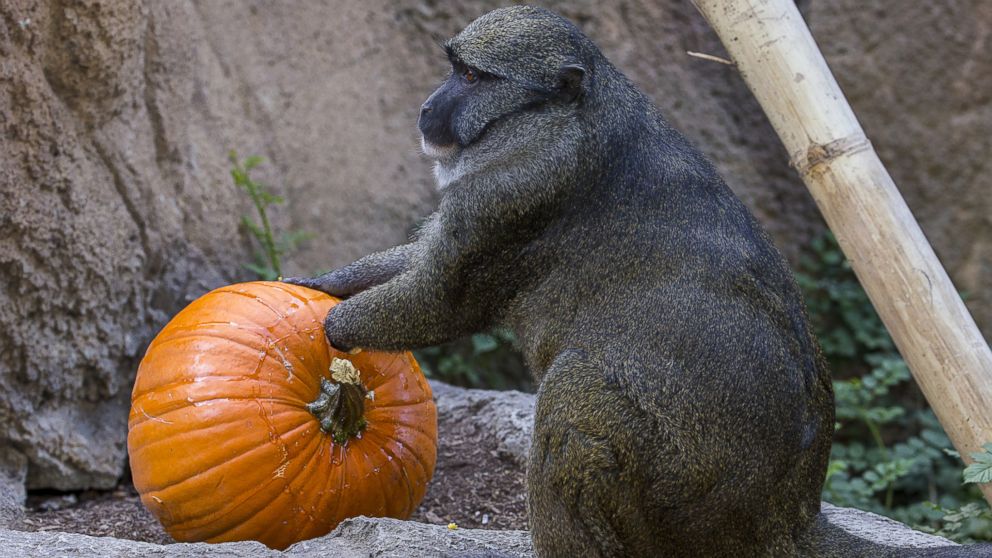 Monkeys enjoyed an early Halloween treat on Oct. 8, 2014 at the San Diego Zoo.
