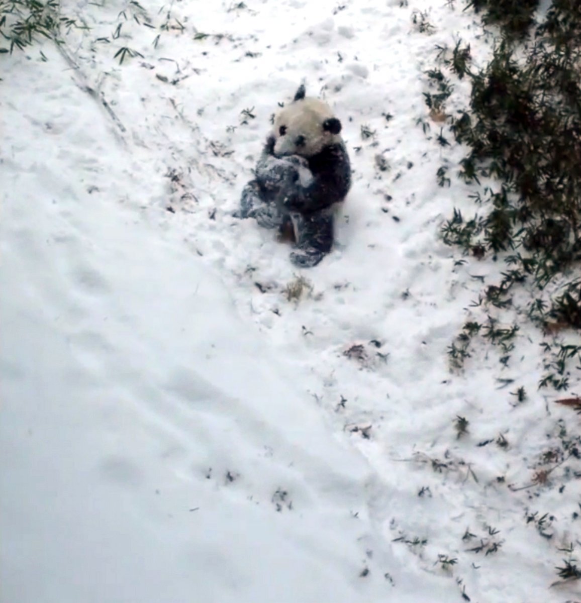 PHOTO: Bao Bao the panda plays in the snow in Washington, Jan. 6, 2015.
