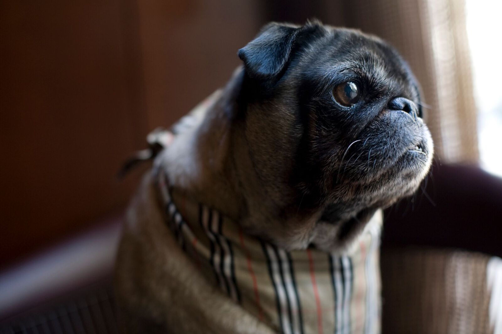 PHOTO: Parker, a 5-year-old pug, has become an ambassador for Park Hyatt Chicago.