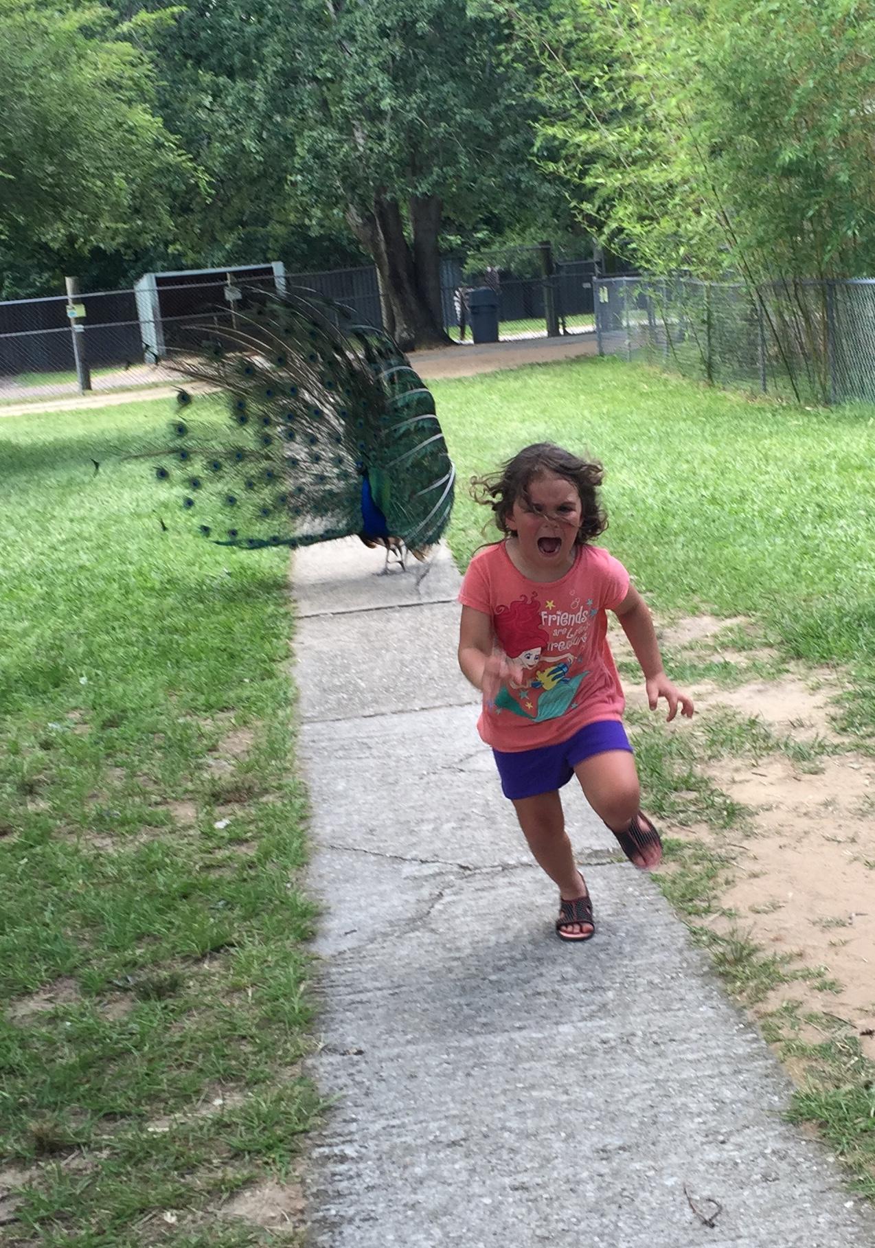 PHOTO: The Story Behind the Little Girl Running Terrified from Peacock 